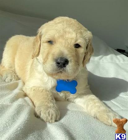 Goldendoodlepup Picture 1